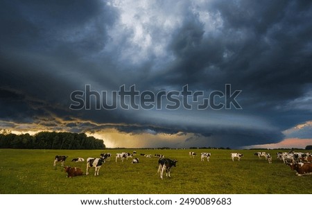 Dramatic sky over pasture with cows, showing tranquil rural scenery and stormy weather