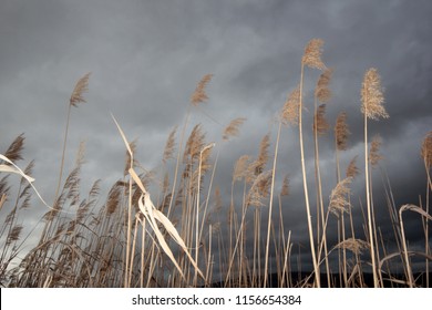 Dramatic sky and reeds