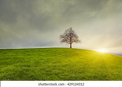 Dramatic sky and sunrise over old lonely tree - Lonely tree 