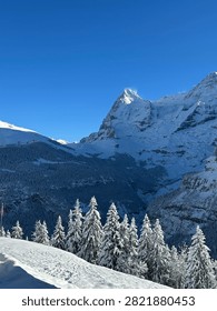 A dramatic snow covered mountain peak rises against a clear blue sky above a forest of frosted pine trees, in the Swiss Alps. No people, natural daylight, vertical photo.