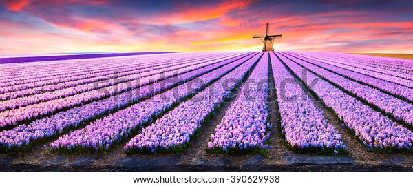 花畑のドラマチックな春のシーン ヨーロッパのオランダのカラフルな夕日 オランダに咲くヒヤシンスの花畑 の写真素材 今すぐ編集