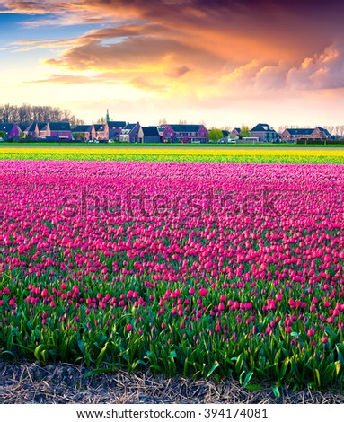 Dramatic spring sunset on the tulip farm near the Creil town. Beautiful outdoor scenery in Netherlands, Europe.