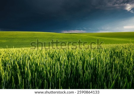Dramatic storm clouds loom over green fields, creating an ominous atmosphere. Textured and dynamic sky. The gloomy sky before the hurricane, weather conditions. Photo wallpaper. Beauty of the earth.
