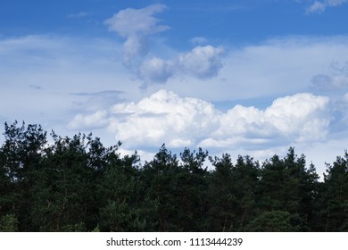 Dramatic stormy cumulus clouds above the top of the forest trees.