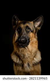 Dramatic studio headshot of a calm and focused purebred German Shepherd dog with a closed mouth, illuminated by rim light against a dark solid background.