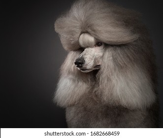 show toy poodle