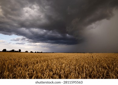 Dramatic summer storm clouds and heavy rain shaft pouring down over a golden wheat field during harvest season in Germany.