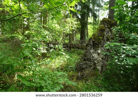 A dramatic summer view of a giant uprooted tree fallen on the forest floor with its massive root system exposed.