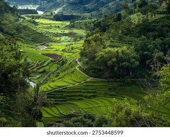 Dramatic sun rays breaking through clouds over lush green terraced rice fields in a tropical mountain valley. 