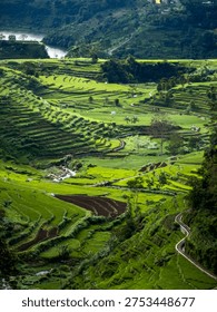 Dramatic sun rays breaking through clouds over lush green terraced rice fields in a tropical mountain valley. 