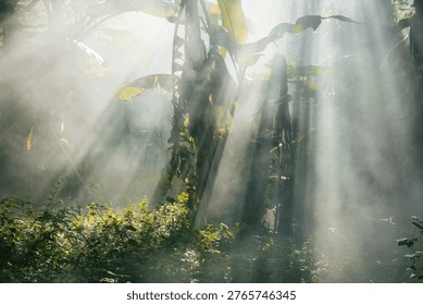 Dramatic sun rays penetrate through a thick mist or fog in a tropical forest, illuminating the lush green foliage and creating a mystical, ethereal atmosphere. Shafts of light highlight the density of the jungle environment.