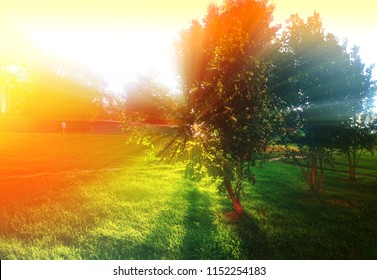 Dramatic Sun Rays Through Park Tree Background