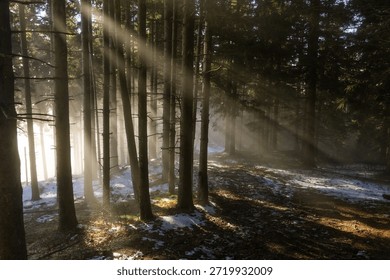 Dramatic sunbeams piercing through a dense pine forest canopy onto a snow-dusted trail near the Črnivec mountain pass in the Kamnik–Savinja Alps.