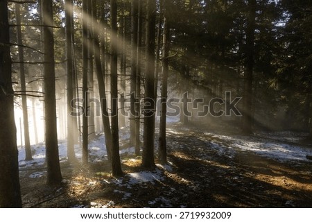 Dramatic sunbeams piercing through a dense pine forest canopy onto a snow-dusted trail near the Črnivec mountain pass in the Kamnik–Savinja Alps.