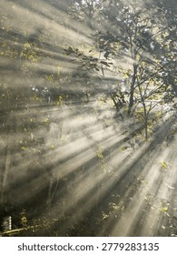 Dramatic sunbeams shining through lush green trees in a misty tropical forest landscape