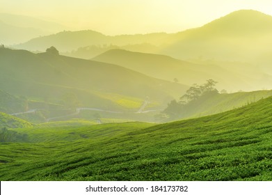 Dramatic Sunlight And Fog At Tea Plantation Early Morning