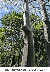 Dramatic sunlight illuminating tree trunks completely enveloped in thick, silvery silk webs spun by Ermine moth (Yponomeuta) caterpillars, illustrating severe forest pest infestation and environmental damage.