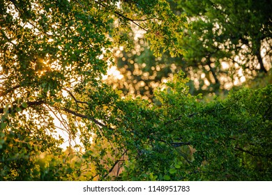 Dramatic Sunlight Passing Through The Leaves And Branches Of The Tops Of Trees In Arbor Hills Nature Preserve.