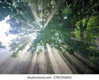 Dramatic sunlight rays shining through dense green tree leaves in a tropical garden with morning mist and natural light beams. Serene outdoor nature scene with sun flare, lush foliage, and peaceful countryside atmosphere. Perfect for environmental, spiritual, freshness, nature background, and outdoor photography themes.