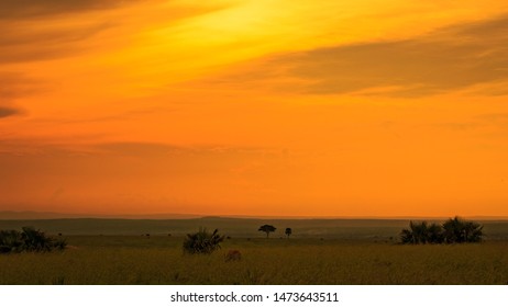 dramatic sunrise over savannah / meadow. Orange sky and dark ground. Countryside landscape under scenic colorful sky at Sunrise. Horizon with warm Colours. - Powered by Shutterstock