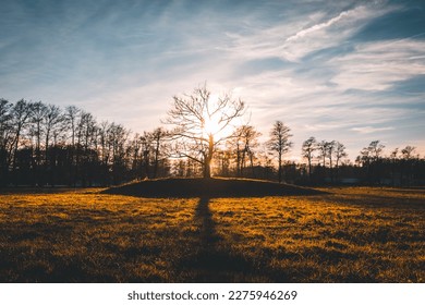 Dramatic sunset behind the tree on an open field.