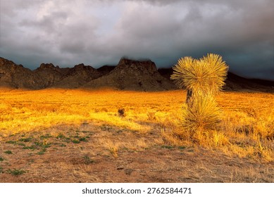 A dramatic sunset casts a golden glow over a desert landscape, illuminating dry grasses and a yucca plant in the foreground. Dark, moody clouds loom over rugged mountains in the background, creating a striking contrast between light and shadow.