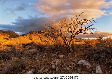 A dramatic sunset casts a warm, golden glow over the rugged desert landscape, illuminating the dry brush and silhouetting a gnarled, leafless tree against a sky filled with dramatic clouds.