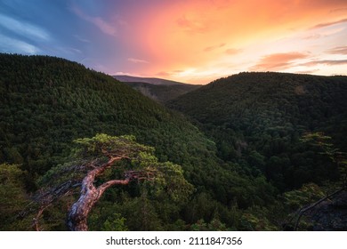 Dramatic sunset in the Ilsetal Harz. In the foreground a small pine