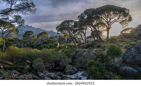 Dramatic sunset light filters through umbrella pine trees across a rugged rocky landscape with scrubland vegetation and jagged mountain peaks under stormy clouds.