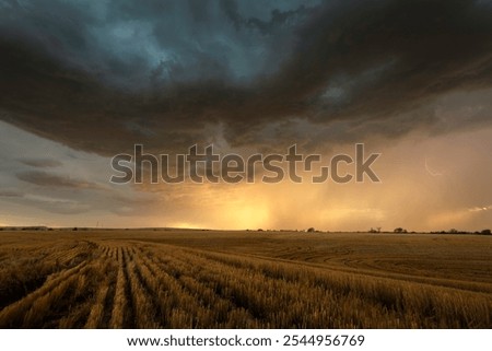 Dramatic sunset light illuminates a thunderstorm over a wheatfield in northern Kansas in the Summer.