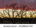 Dramatic sunset lighting a layer of clouds and with focus on winter tree branches in Legacy Hills Park near Georgetown, Texas