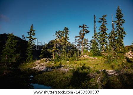 Dramatic sunset lighting of trees in the Alpine Lakes Wilderness. Central Cascade Mountain Range, Washington State, July 2019.