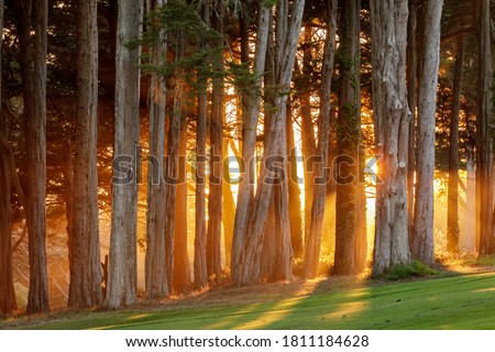 Dramatic Sunset of Monterey Cypress Trees over the Presidio in San Francisco, California.