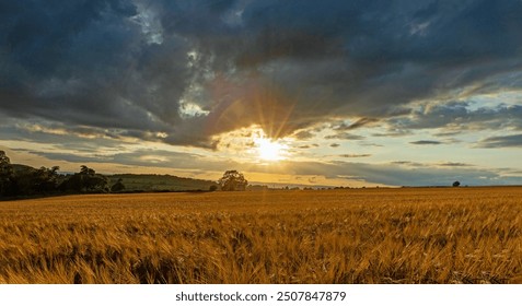 Dramatic sunset over a field of golden barley, Pianswick, Gloucestershire, UK - Powered by Shutterstock