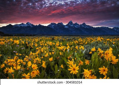 Dramatic sunset over the mountains and the wildflowers at Antelope Flats in Wyoming's Grand Teton National Park