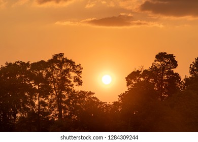 Dramatic sunset over trees
