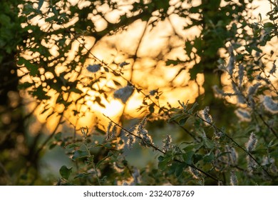 dramatic sunset sky through silhouettes of trees and leafs. High quality photo
