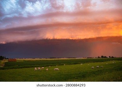 Dramatic sunset storm with shelf cloud over pasture with grazing sheep on green farmland