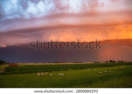 Dramatic sunset storm with shelf cloud over pasture with grazing sheep on green farmland