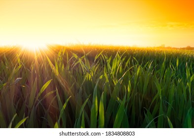 dramatic sunset with sunrays and sunbeams over a green grass field in spring - Powered by Shutterstock - Get 15% off with code: PIKWIZARD15