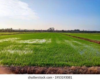 Dramatic Sunset And Sunrise Sky, Sawah Padi, Bagan Serai Perak