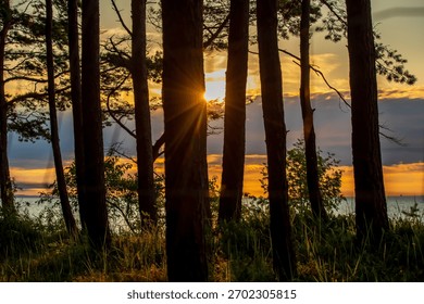A dramatic sunset view through a dense pine forest, with vibrant golden sunrays bursting between tree trunks and illuminating the lower branches and grassy undergrowth, all against an orange-hued sky.