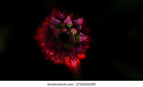 A dramatic top-down view of a sharp, spiky plant crown featuring deep purple and green hues, illuminated by a glowing red light against a pitch-black background.