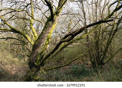 Dramatic tree with bark covered in bright green moss