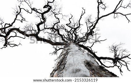 Dramatic tree isolated on white background, leafless tree branches, treetops from below in autumn