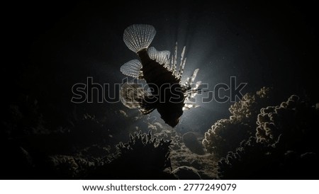 dramatic underwater scene featuring a lionfish silhouetted against a bright light