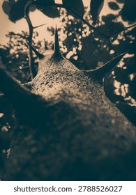 A dramatic upshot and macro perspective of large, sharp conical spikes growing on a tropical tree trunk, processed in a dark, atmospheric sepia monochrome finish with a blurred canopy background.