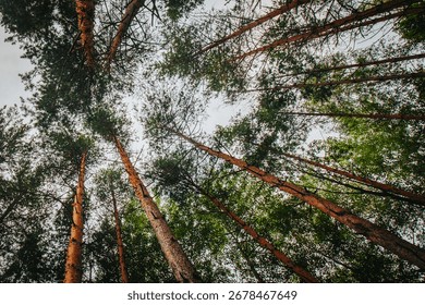 A dramatic upward perspective of tall pine trees reaching toward the sky, with sunlight filtering through the dense green canopy in a peaceful forest setting.