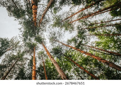 A dramatic upward perspective of tall pine trees reaching toward the sky, with sunlight filtering through the dense green canopy in a peaceful forest setting.