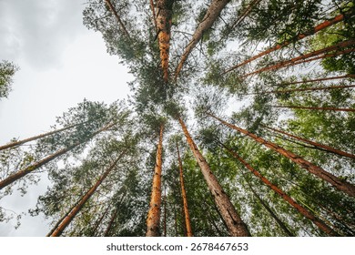 A dramatic upward perspective of tall pine trees reaching toward the sky, with sunlight filtering through the dense green canopy in a peaceful forest setting.